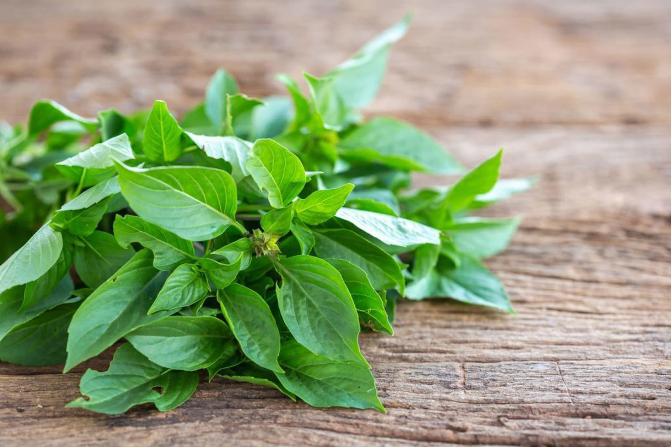 Thai Basil - Gerddi Glandyfi