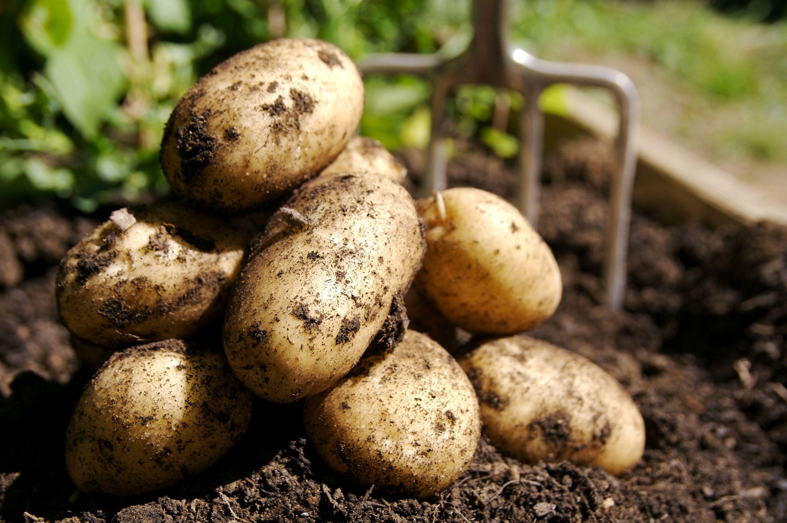 Organic Potatoes