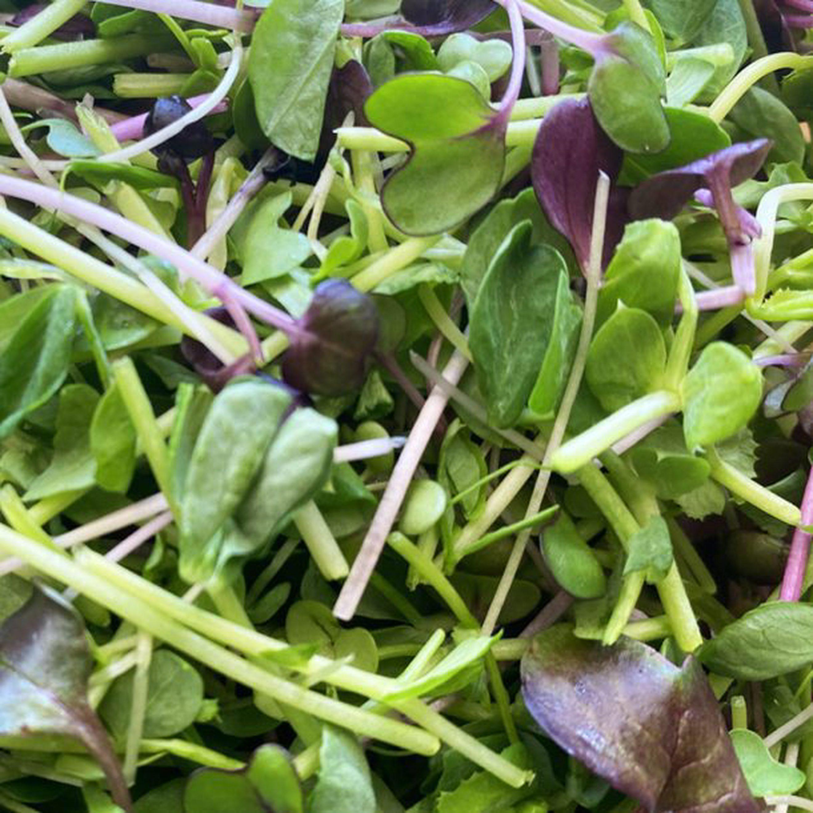 Mixed Microgreens