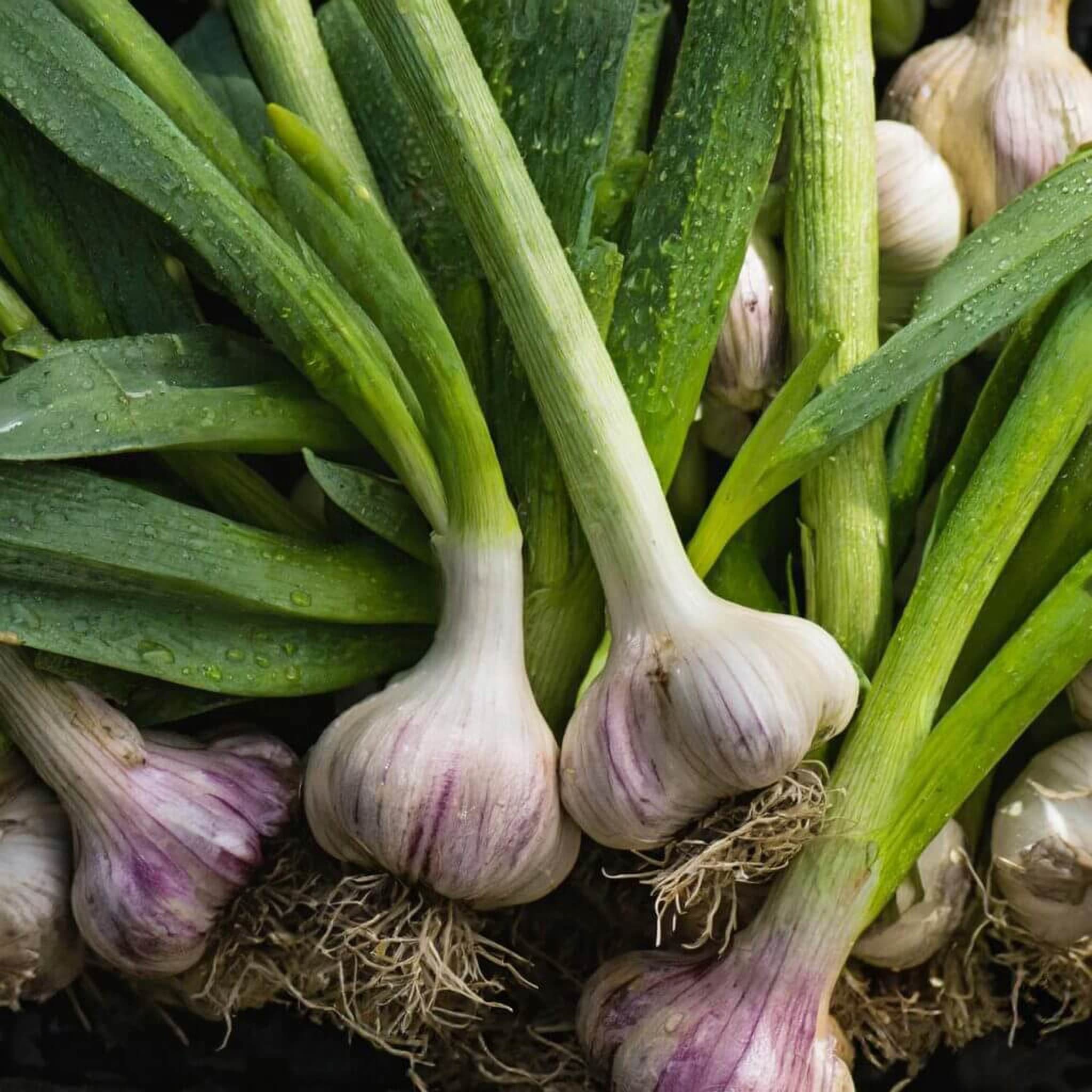 Garlic Bulb